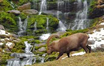 Rencontre dans les Alpages de Sales avec les écovolontaires