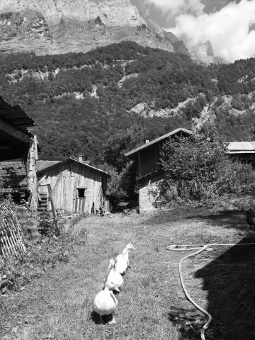 Visite de la ferme du Brairet