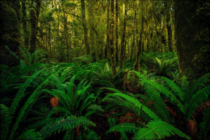 Forêt Nouvelle Zélande – Jamil Slim