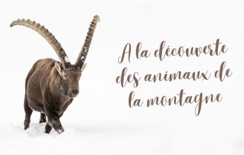 A la découverte des animaux de la montagne