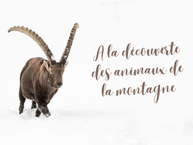 A la découverte des animaux de la montagne_Sixt-Fer-à-Cheval