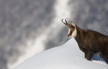 Animation « Les animaux face à l’hiver »