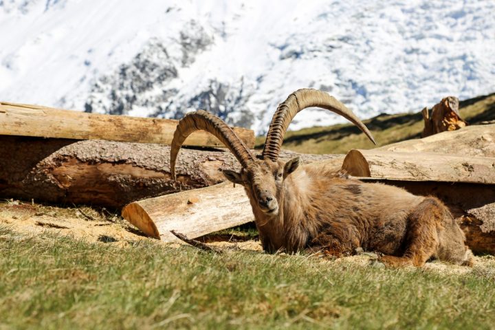 Bouquetin parc animalier merlet – les houches