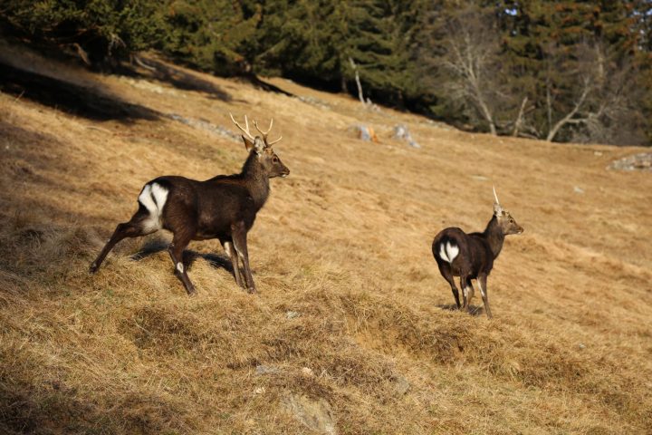 parc animalier merlet – chamois