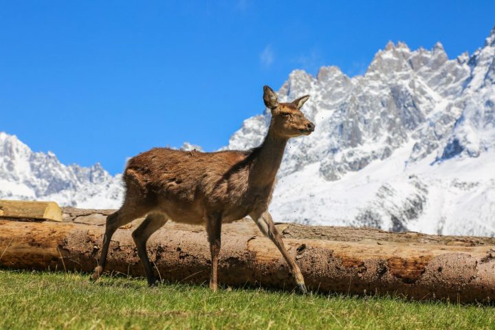 parc animalier merlet – faon