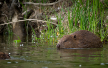 Nageur en eau froide: l’exemple du castor et du cincle plongeur